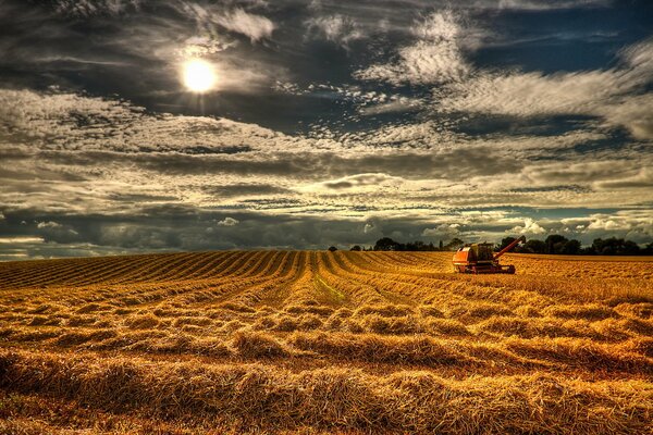 An endless golden field stretching into the sky