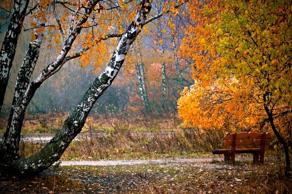 Bank im Park. Herbststadt
