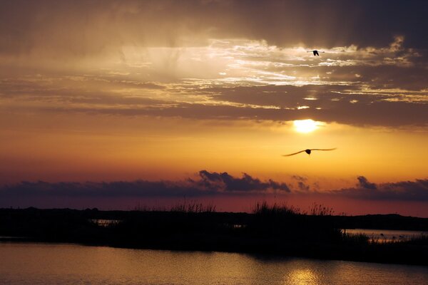 Vuelo de un pájaro sobre la superficie del río