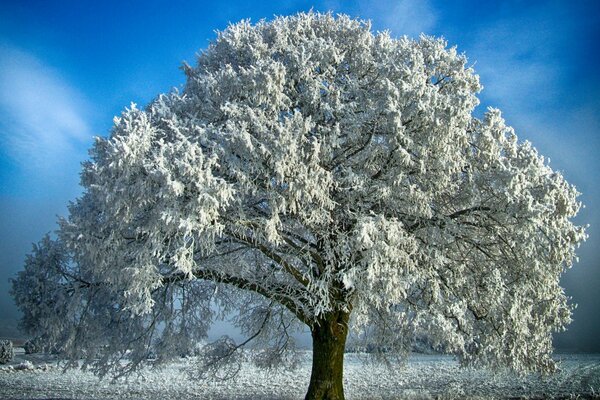 Arbre solitaire en hiver neigeux