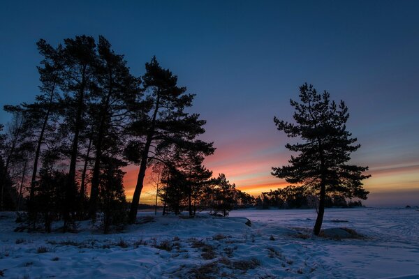 Winter sunset with dark silhouettes of coniferous trees