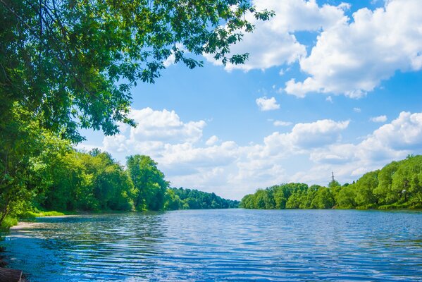 Árboles verdes. Hermoso paisaje fluvial