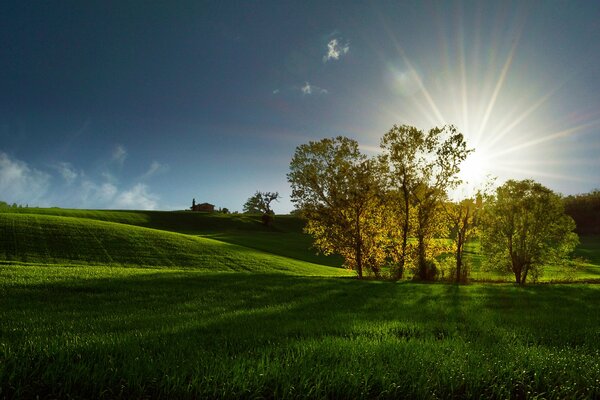 Sunrise in the field. Green field