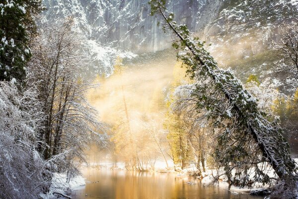 Paysage. Arbres et brouillard. Hiver dans la forêt