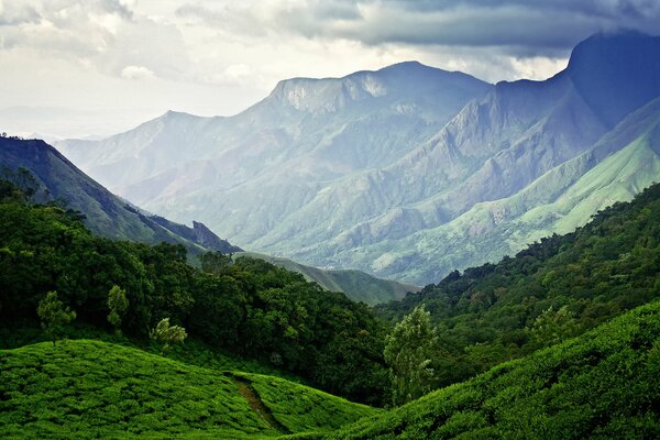 Tea plantations in India