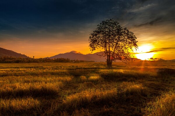 A tree against the background of mountains and sunset