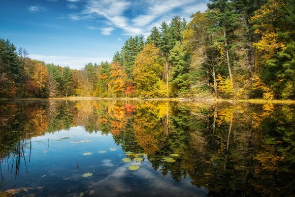 Lago blu nella foresta