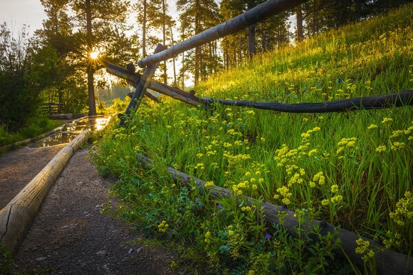 Forest road to sunset