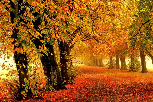 Route d automne coloré. Chute des feuilles