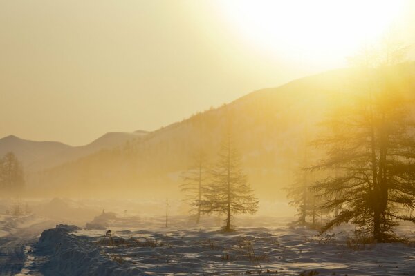 Trees in the snow in the fog landscape