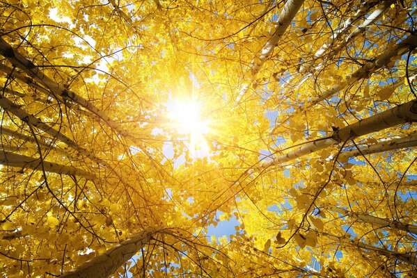 El sol atraviesa las hojas de los árboles