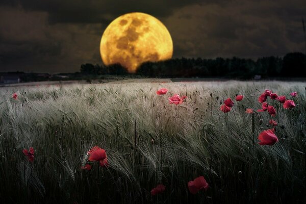 Gran Luna sobre el campo de amapola