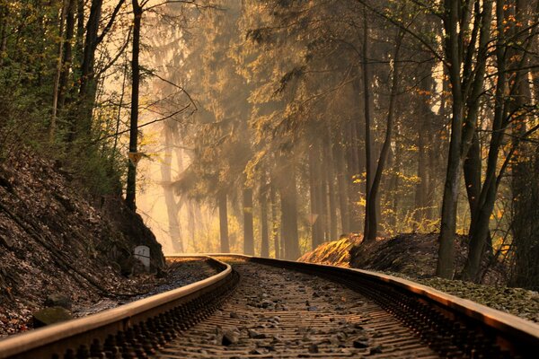Ferrovia nella foresta d autunno