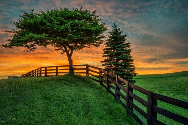 Summer sunset in the field