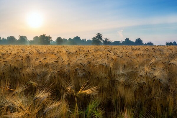 Campo de espigas iluminado por el sol