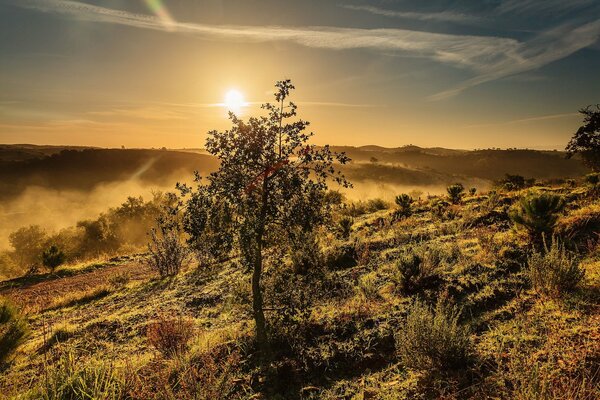 Albero solitario al tramonto