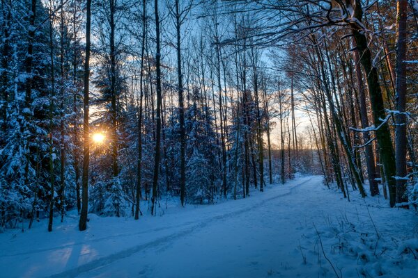 Morgensonne durch den verschneiten Wald