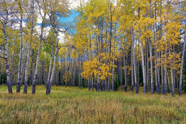 Bouleaux russes dans la forêt de conifères