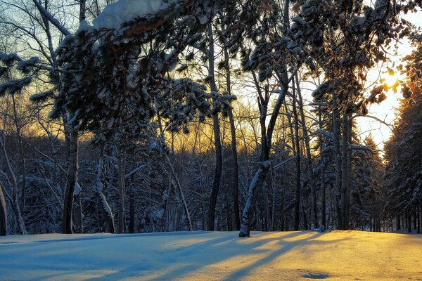 Winterlandschaft des mächtigen Waldes