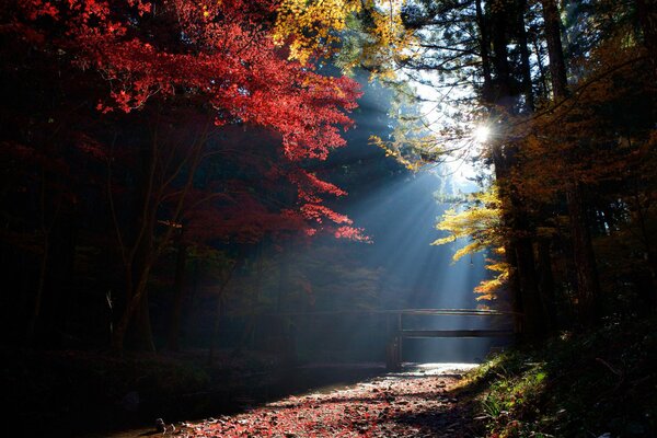 Sonnenstrahlen an einem Herbsttag im Wald