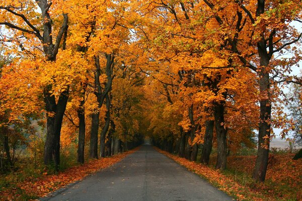 The gold-strewn road