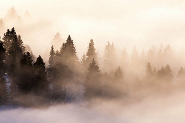 Nebbia mattutina nella foresta oscura