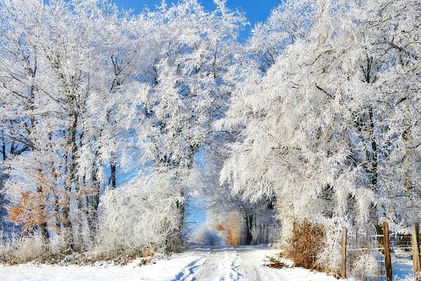 Bäume im Schnee, verschneite Straße