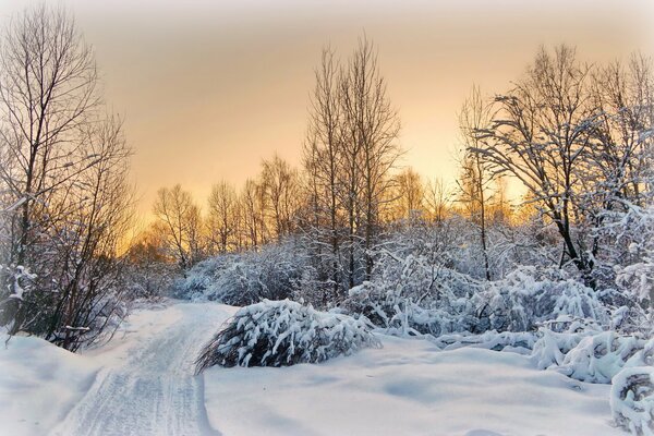 Flauschiger Winterwald