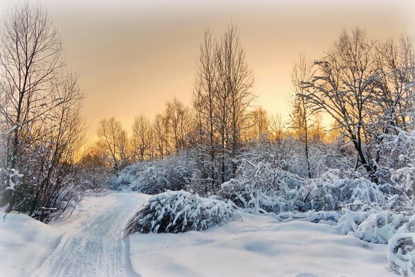 Fluffy winter forest