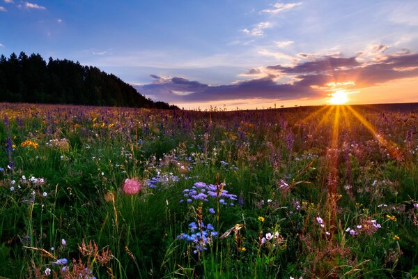Campo con flores en el fondo de la puesta de sol
