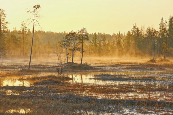 Morning fog in the forest at sunrise