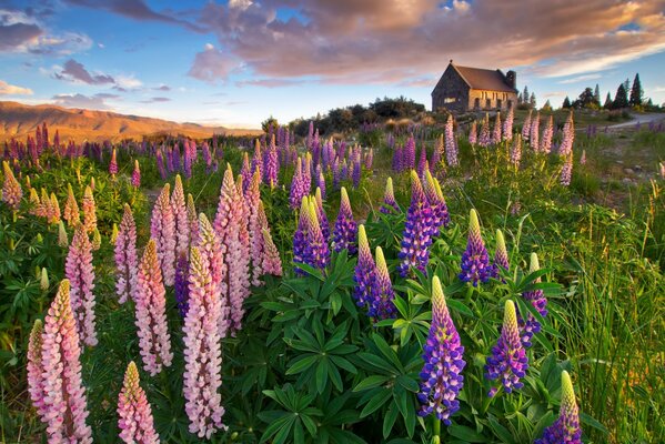 Flores increíbles en el campo por la noche