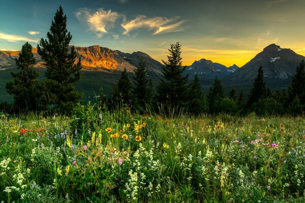 A glade of flowers and a mountain landscape
