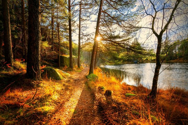 Herbstlandschaft mit wunderschönem Wald und Fluss
