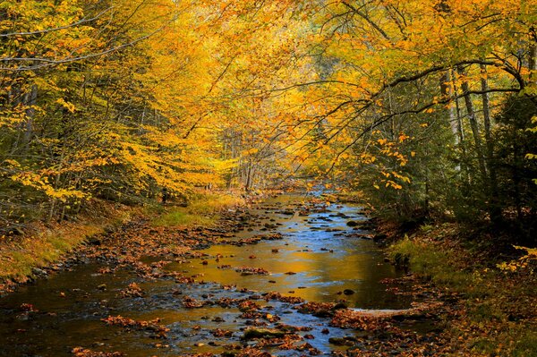 Autumn landscape of the forest