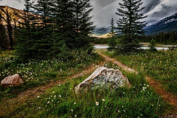Paysage de fleurs de la nature dans la forêt et les montagnes