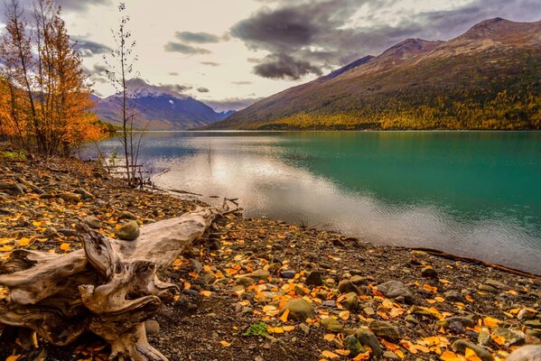 Autumn mountain lake on a cloudy day, shot from a low point, with a snag in the foreground