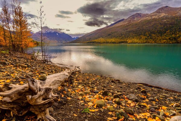 Lago de montaña de otoño en un día nublado, filmado desde un punto bajo, con madera flotante en primer plano