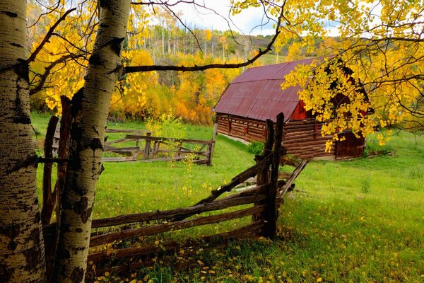Autunno colorato e foglie gialle