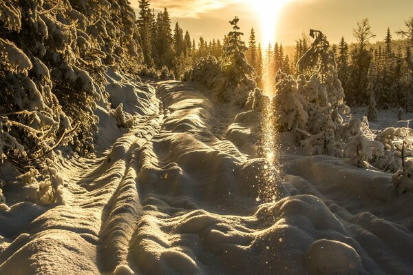Le soleil brille de la route enneigée dans la forêt