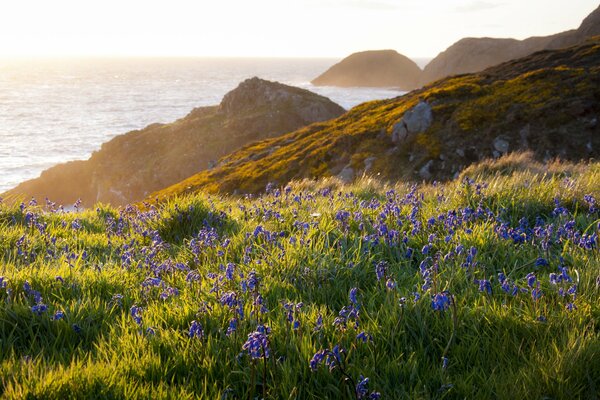 Ocean and rocky shore, glade with flowers