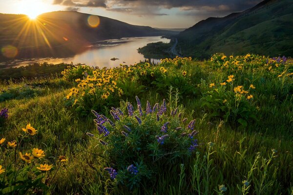 Morgenstrahlen fallen auf Wildblumen